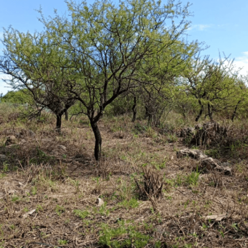 Captura-de-pantalla-2026-04-06-121209